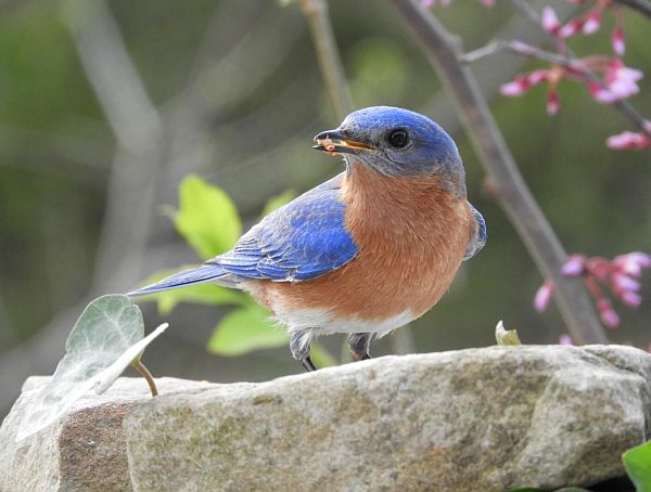 Bluebird with a Mealworm in its mouth.