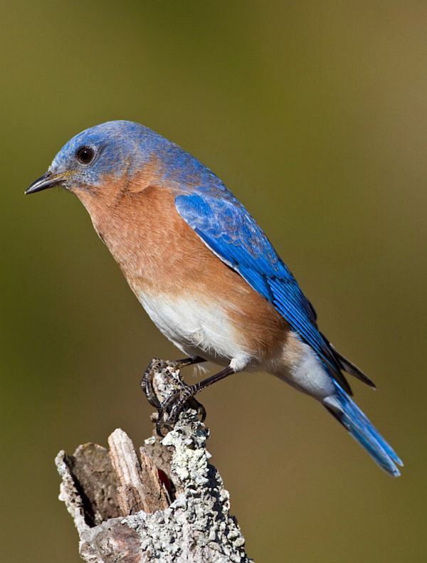 Side profile of a Bluebird on top of a branch.