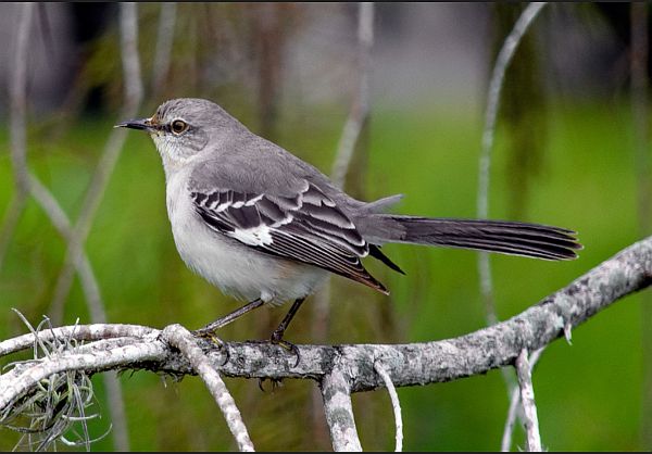 Side profile of a Mockingbird - in its beautiful greys, black and white.