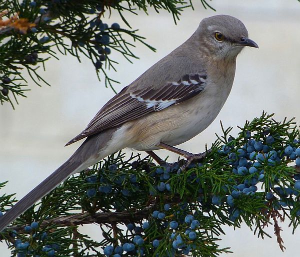 Mockingbird.