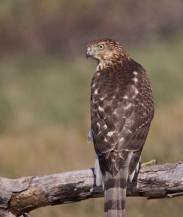 Cooper's Hawk.