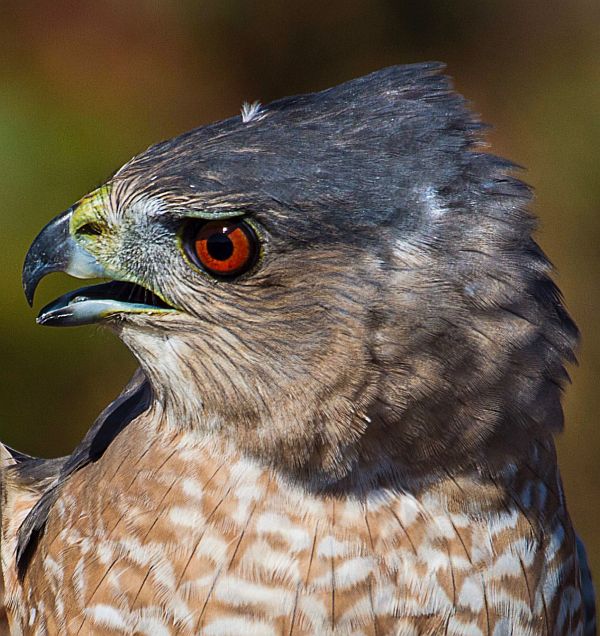 Head of a Cooper's Hawk.