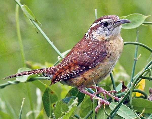 Carolina Wren.