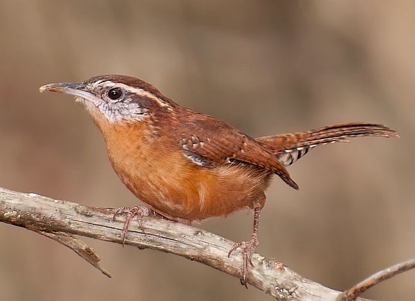 Carolina Wren.