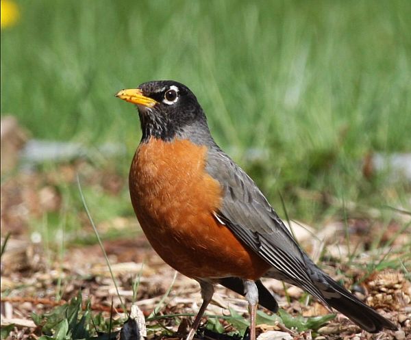 American Robin.