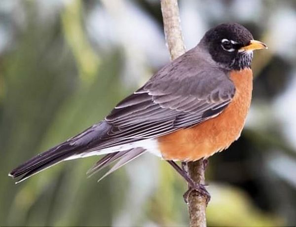 American Robin.