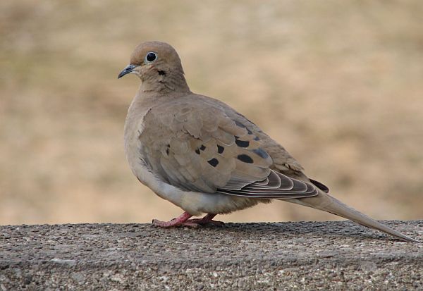 Mourning Dove.