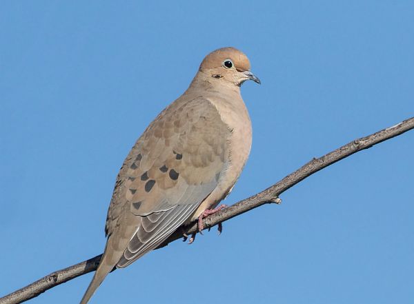 Mourning Dove.