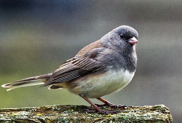 Dark-eyed Junco.