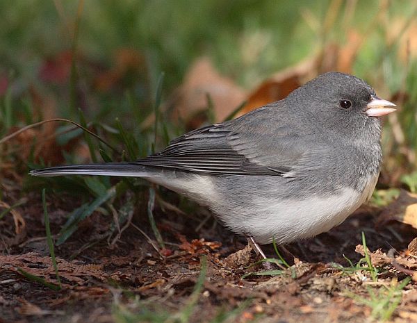 Dark-eyed Junco.