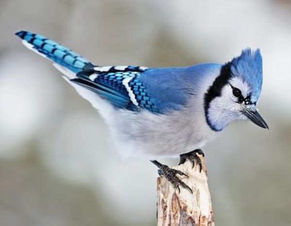 Blue Jay.