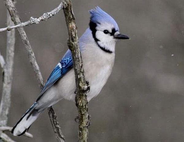 Blue Jay.