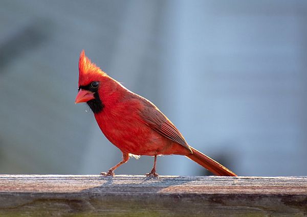 Cardinal.