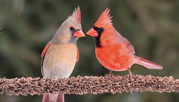 Cardinals.