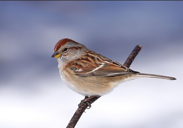 American Sparrow.