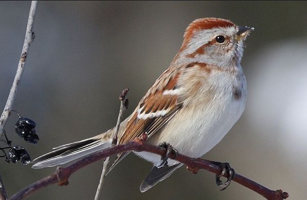 American Sparrow.