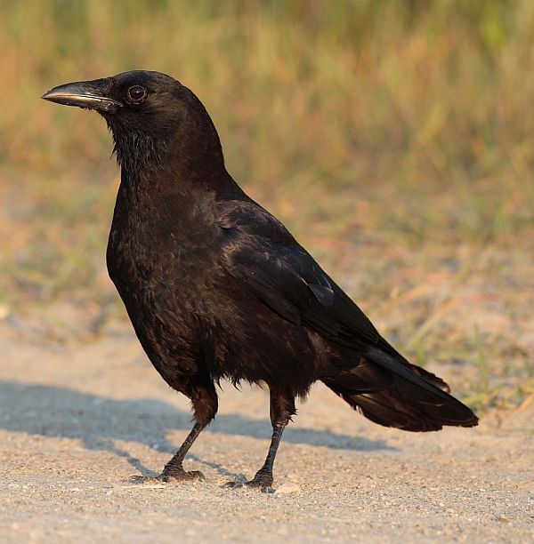 American Crow.