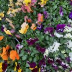 Covid-19 Reflection: Lots of Colourful Violas