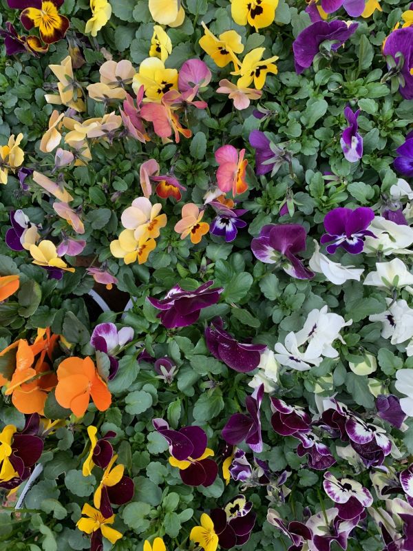 Covid-19 Reflection: Lots of Colourful Violas