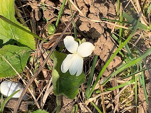 First wild Violet of spring. Any day now, there will be true violet ones on the Downs. And Butterflies.