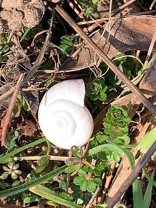 Tiny snail shells all over the Downs.