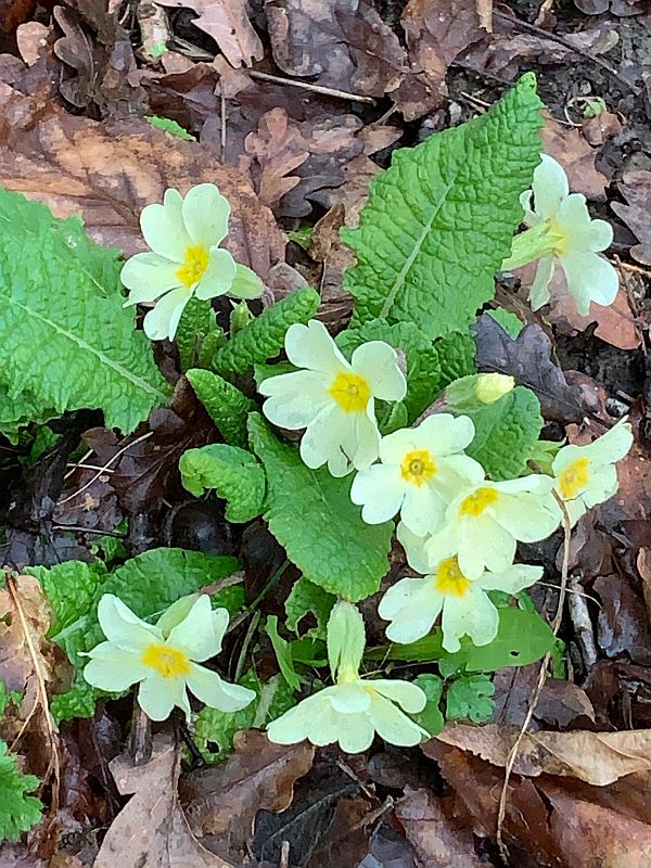 The first Primroses, in a secluded corner.