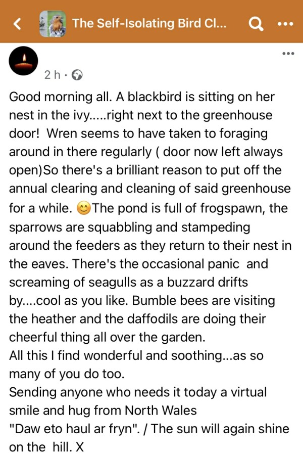 Text: Good morning all. A blackbird is sitting on her nest in the ivy.....right next to the greenhouse door! Wren seems to have taken to foraging around in there regularly ( door now left always open)So there's a brilliant reason to put off the annual clearing and cleaning of said greenhouse for a while. 😊The pond is full of frogspawn, the sparrows are squabbling and stampeding around the feeders as they return to their nest in the eaves. There's the occasional panic and screaming of seagulls as a buzzard drifts by....cool as you like. Bumble bees are visiting the heather and the daffodils are doing their cheerful thing all over the garden. All this I find wonderful and soothing...as so many of you do too. Sending anyone who needs it today a virtual smile and hug from North Wales "Daw eto haul ar fryn". / The sun will again shine on the hill. X