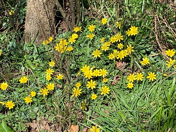 Yellow Celadine.