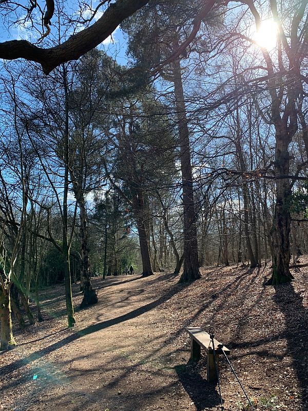 Benches: Looking south east through magnificent Conifers.