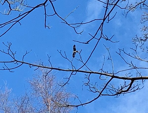 Red Kite.