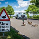 A Rolls-Royce car stopped to let some ducks cross the road in the Wildlife Garden.