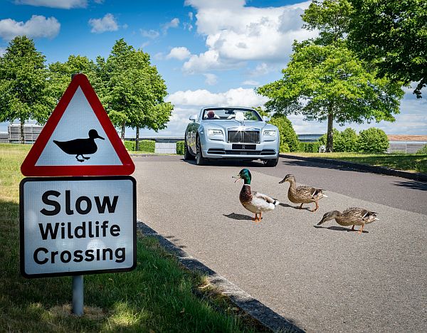 A Rolls-Royce car stopped to let some ducks cross the road in the Wildlife Garden.