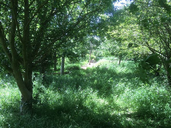 Trees, tall grasses and wild flowers in the wildlife garden.