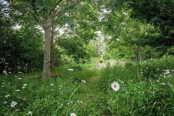 Trees, tall grasses, wild flowers and daisies in the wildlife garden.