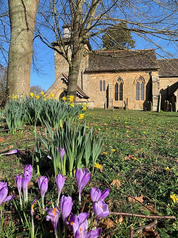 Purple crocuses in the grounds of Wotton Church.