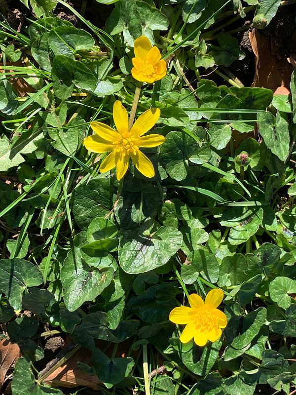 Yellow flowers