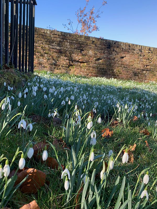 Snowdrops.