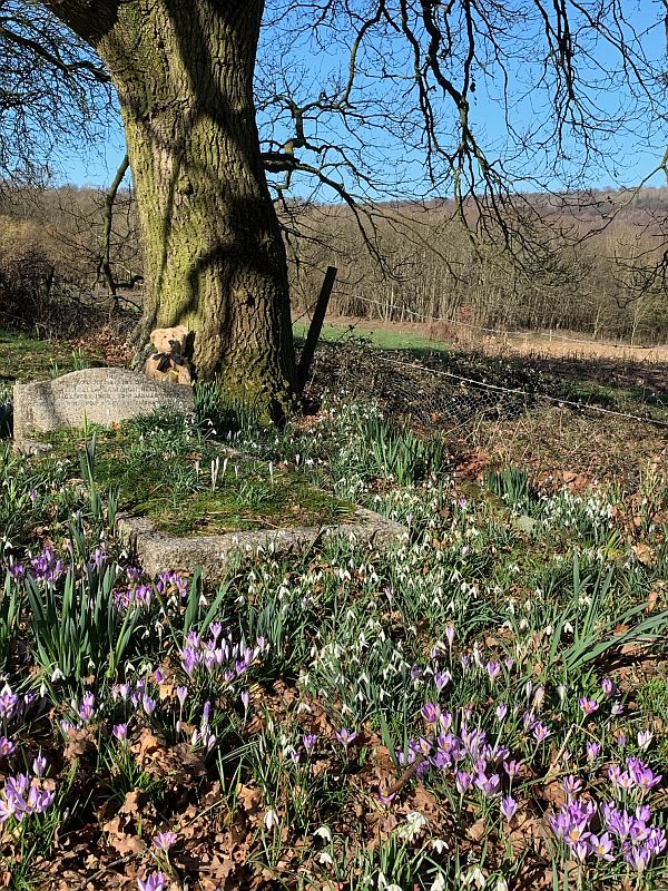 Snowdrops and Crocuses.