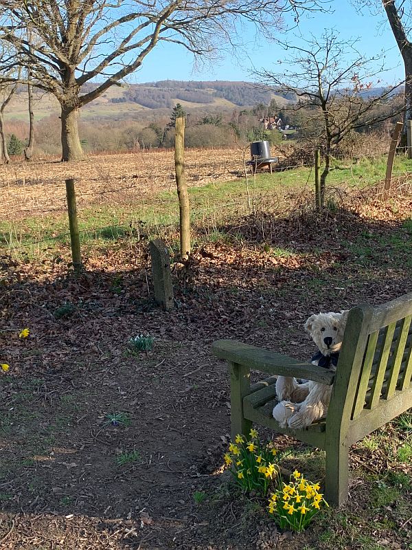 Bertie on a wooden bench with daffodils and a country view.