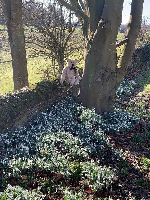 Bertie amongst the snowdrops.