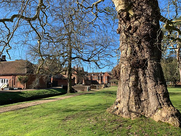 A magnificent London Plane tree, undoubtedly planted by John Evelyn.