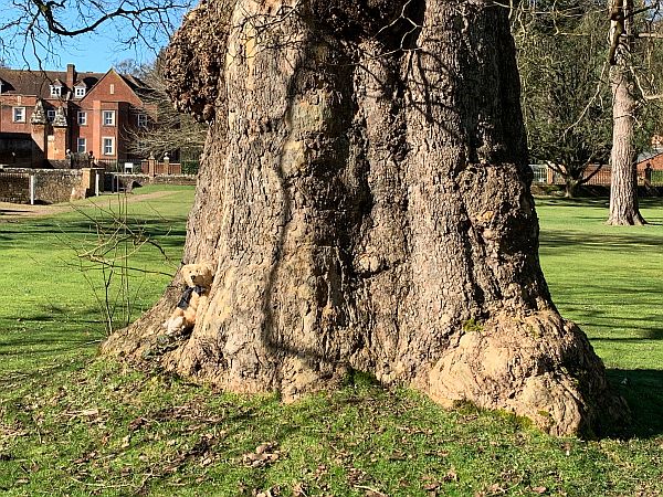 Plane Tree.