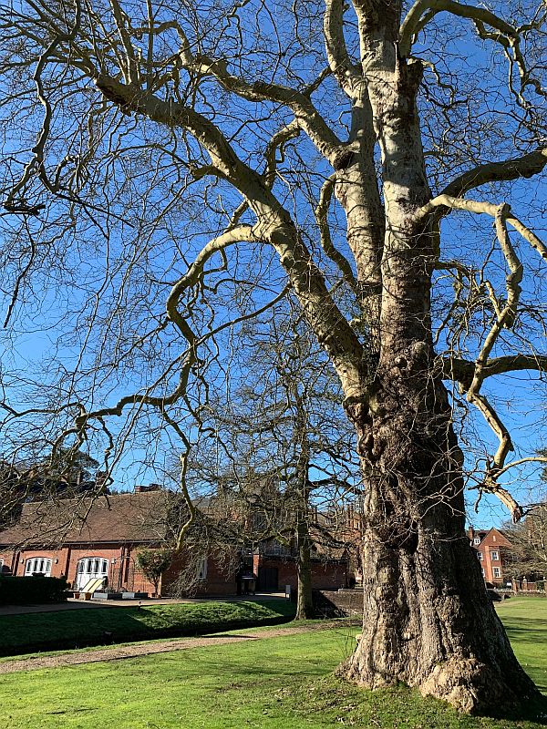 Plane Tree.