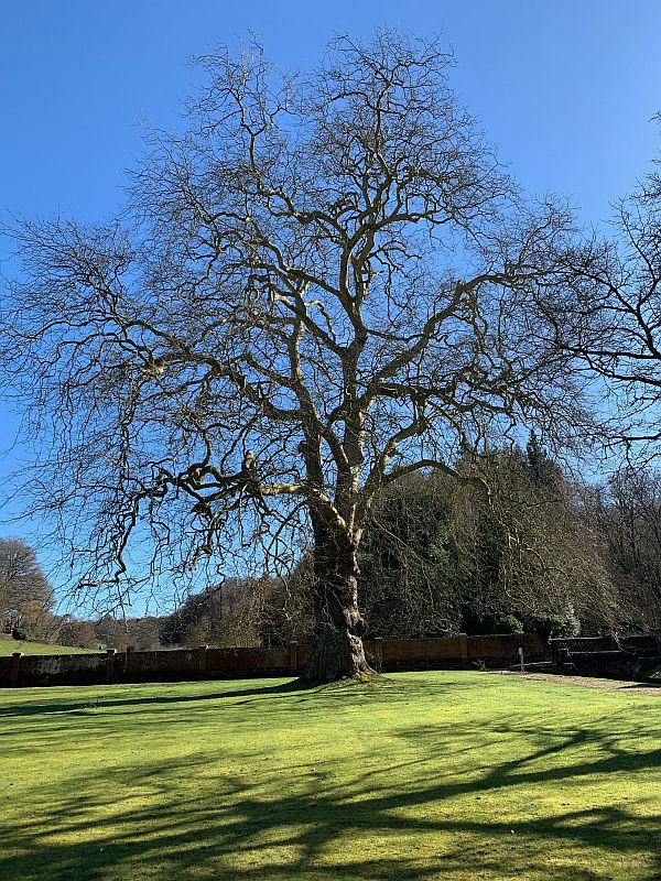 Plane Tree.