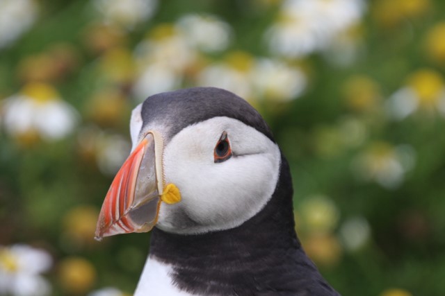 Puffins