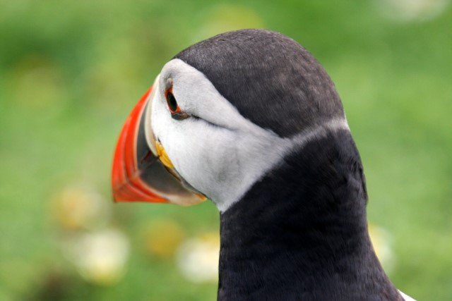 Puffins