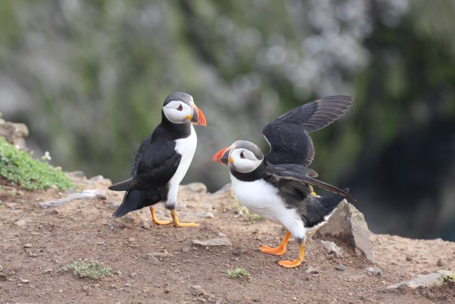 Puffins