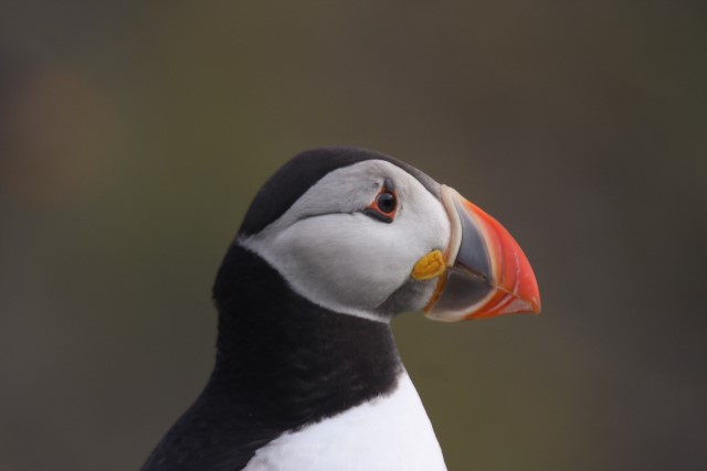 Puffins