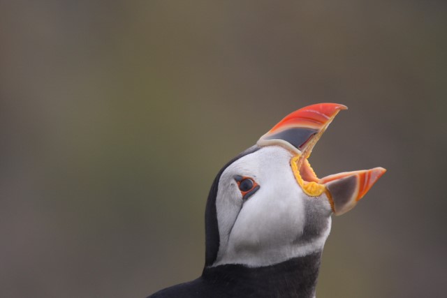 Puffins