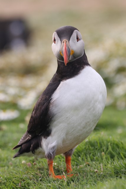 Puffins